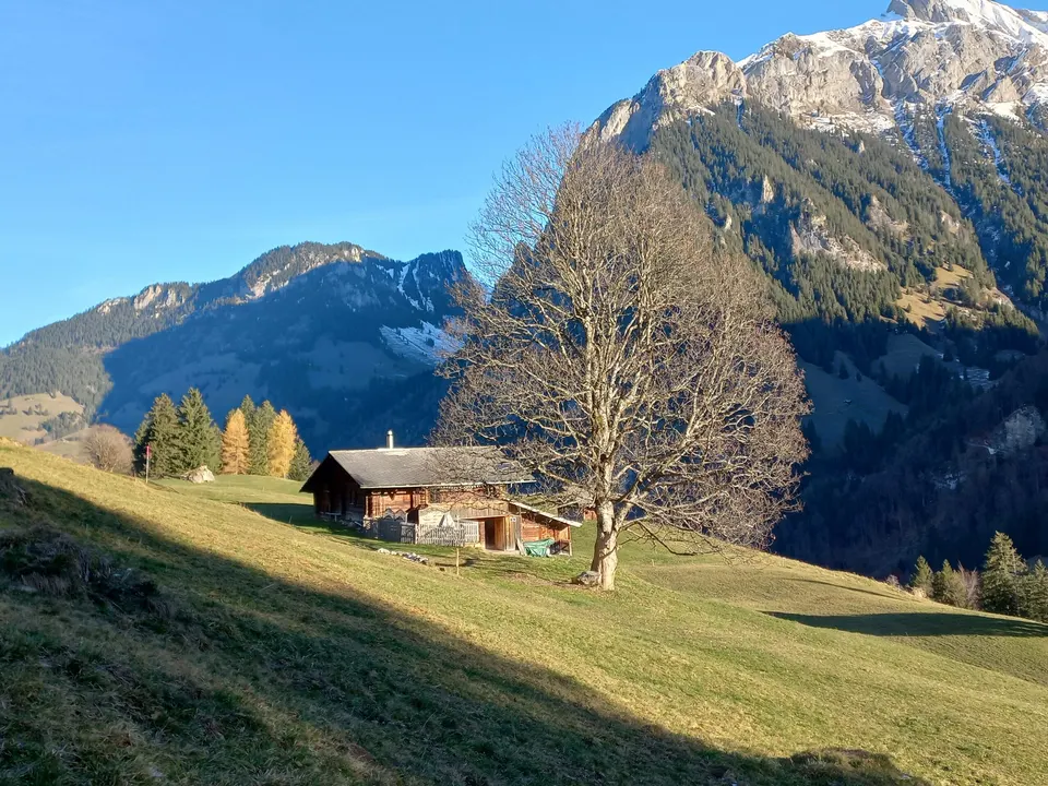Holzhütte am Wiesenhang neben grossem Laubbaum, dahinter bewaldete Berge mit Felsgipfeln