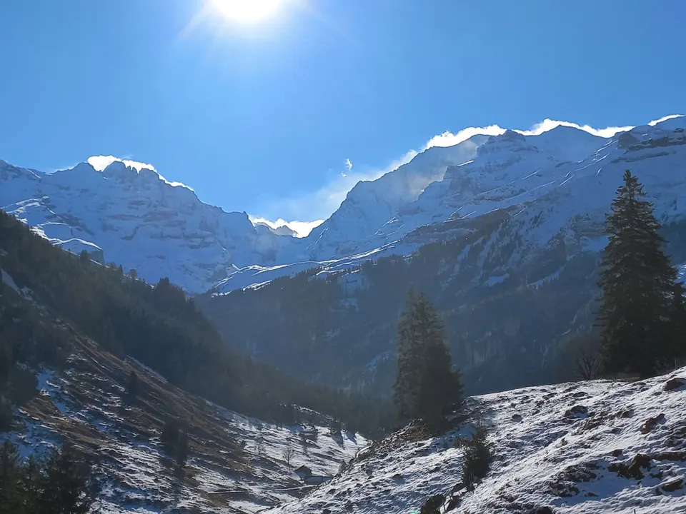 Verschneite Bergkette im Gegenlicht, Tannen im Vordergrund